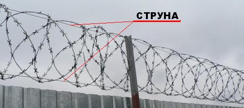 Photo of Что такое колючая проволока Егоза?